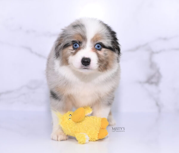 Mini / Toy Australian Shepherd Puppy Lily