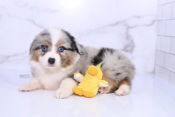 Mini / Toy Australian Shepherd Puppy Lily