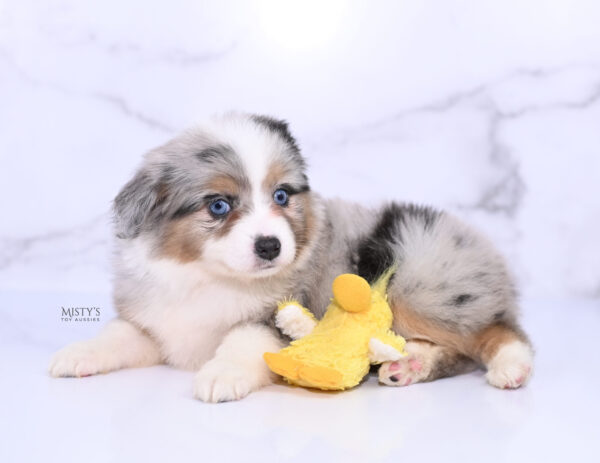 Mini / Toy Australian Shepherd Puppy Lily