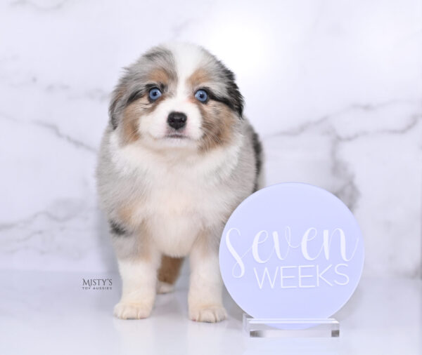 Mini / Toy Australian Shepherd Puppy Lily