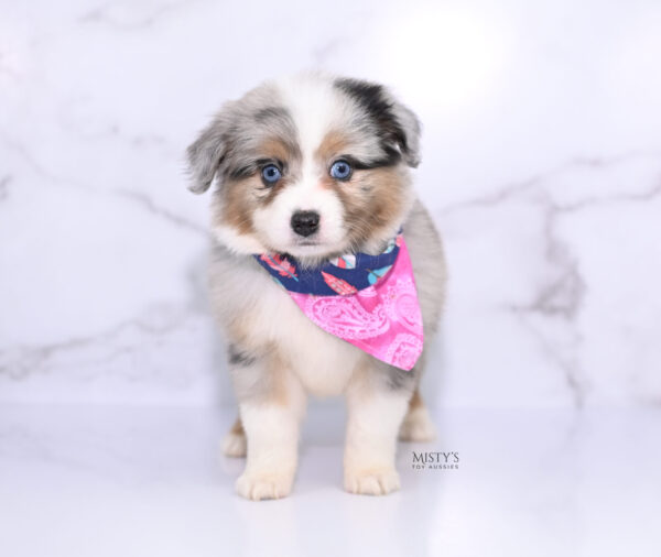 Mini / Toy Australian Shepherd Puppy Lily