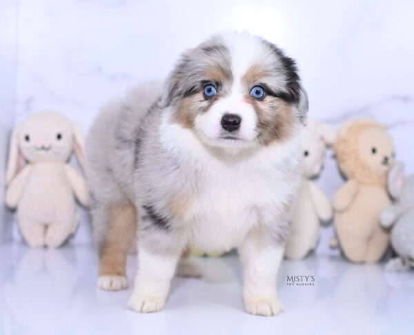 Mini / Toy Australian Shepherd Puppy Lily