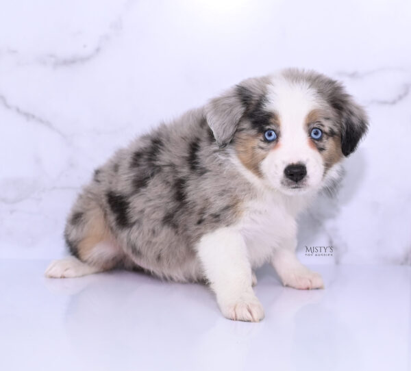 Mini / Toy Australian Shepherd Puppy Livia