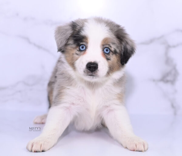 Mini / Toy Australian Shepherd Puppy Livia