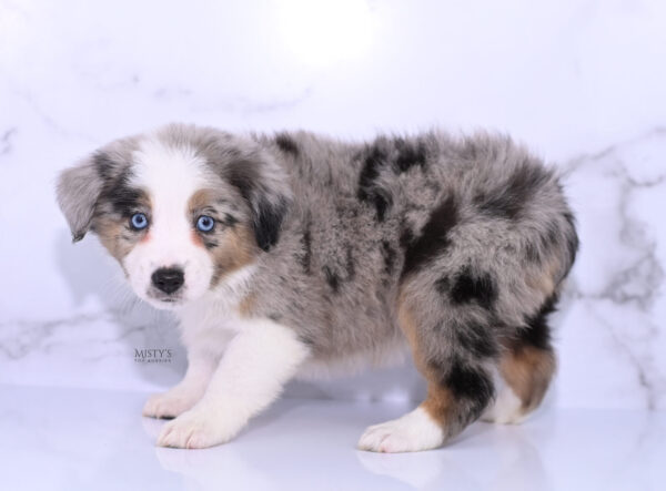 Mini / Toy Australian Shepherd Puppy Livia