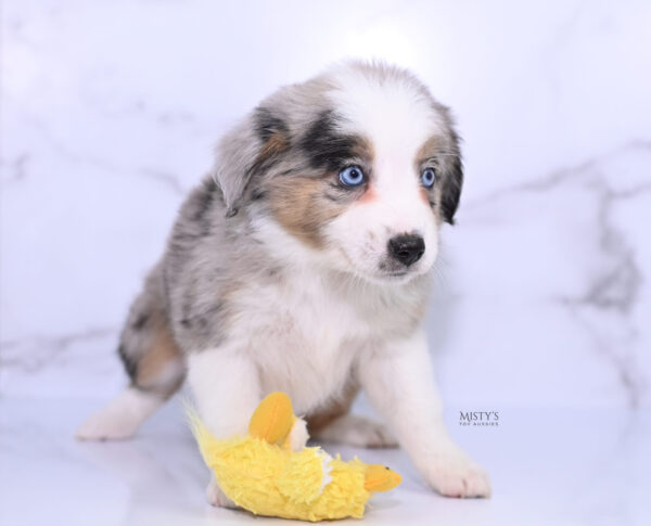 Mini / Toy Australian Shepherd Puppy Livia