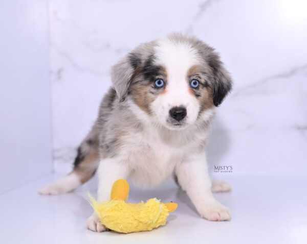 Mini / Toy Australian Shepherd Puppy Livia