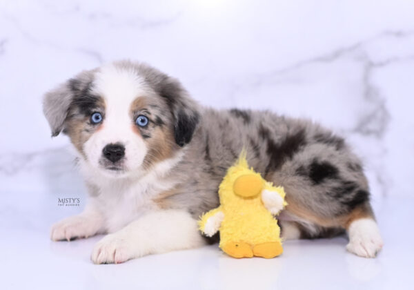 Mini / Toy Australian Shepherd Puppy Livia