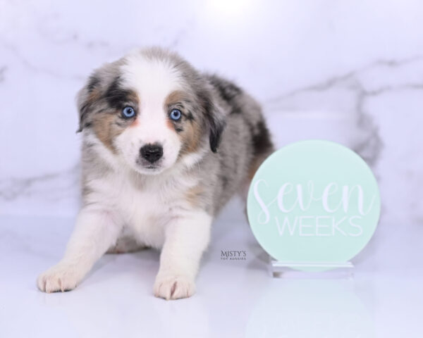 Mini / Toy Australian Shepherd Puppy Livia