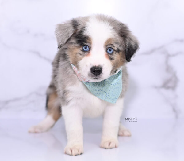 Mini / Toy Australian Shepherd Puppy Livia