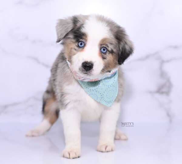 Mini / Toy Australian Shepherd Puppy Livia