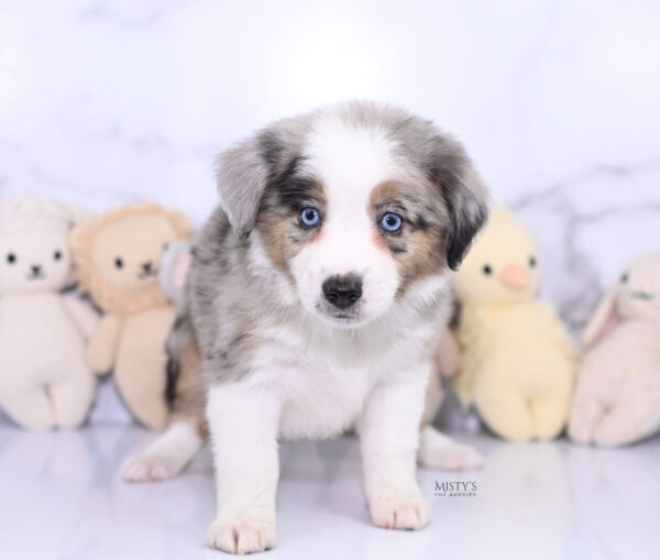 Mini / Toy Australian Shepherd Puppy Livia