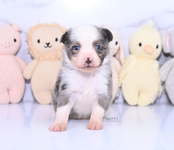 Mini / Toy Australian Shepherd Puppy Mace