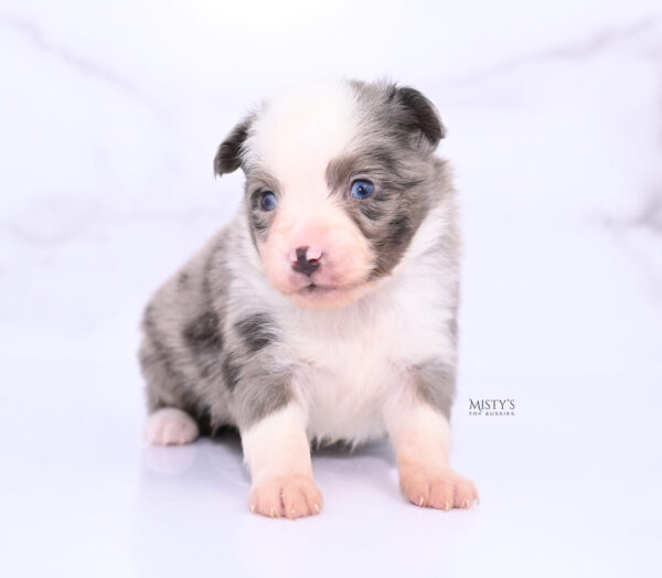Mini / Toy Australian Shepherd Puppy Mace