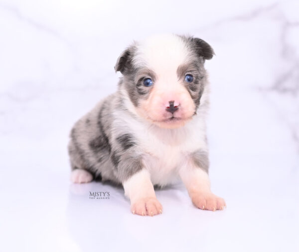 Mini / Toy Australian Shepherd Puppy Mace