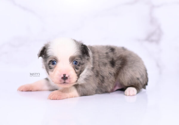 Mini / Toy Australian Shepherd Puppy Mace