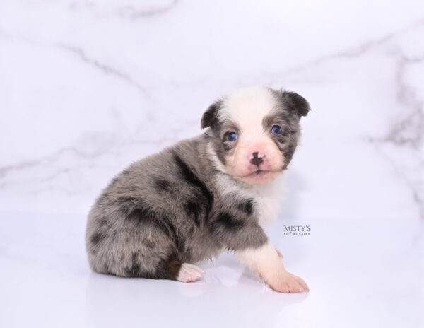 Mini / Toy Australian Shepherd Puppy Mace