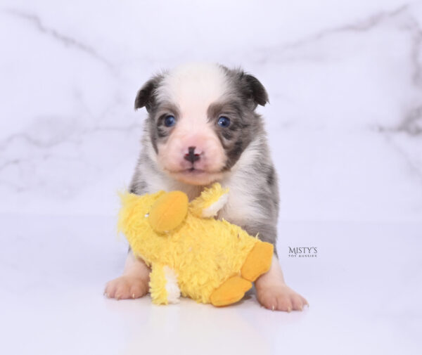 Mini / Toy Australian Shepherd Puppy Mace