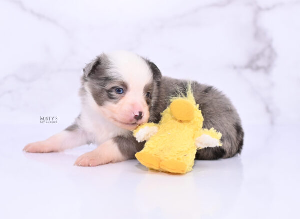 Mini / Toy Australian Shepherd Puppy Mace