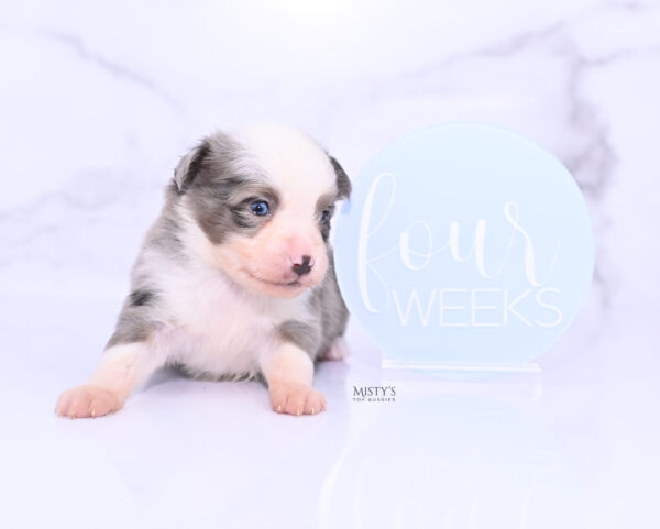 Mini / Toy Australian Shepherd Puppy Mace