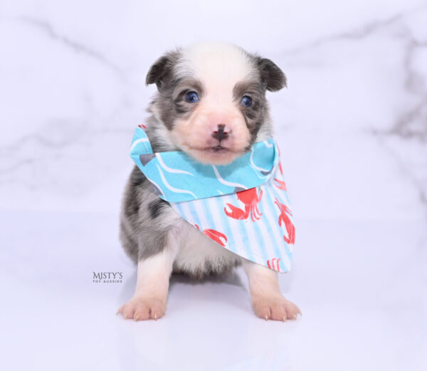 Mini / Toy Australian Shepherd Puppy Mace