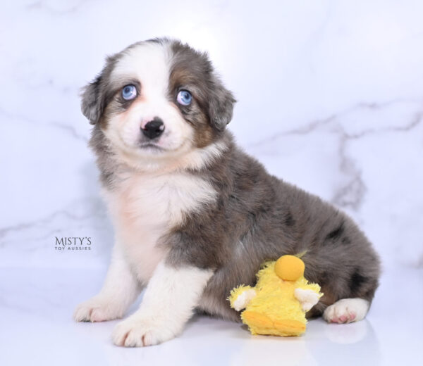 Mini / Toy Australian Shepherd Puppy Nebula