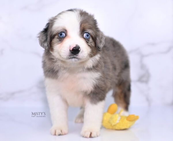 Mini / Toy Australian Shepherd Puppy Nebula