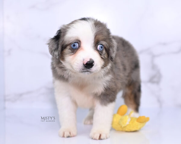 Mini / Toy Australian Shepherd Puppy Nebula