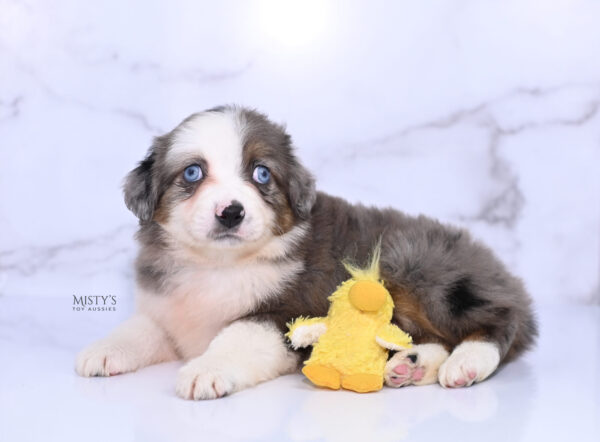 Mini / Toy Australian Shepherd Puppy Nebula