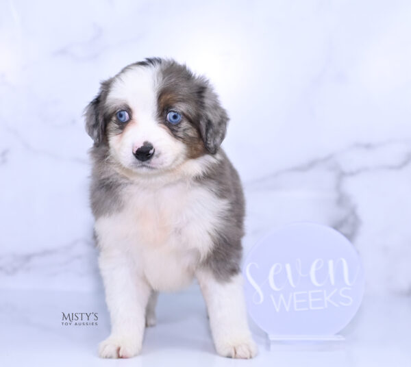 Mini / Toy Australian Shepherd Puppy Nebula