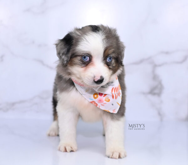 Mini / Toy Australian Shepherd Puppy Nebula