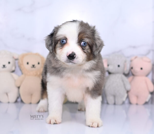 Mini / Toy Australian Shepherd Puppy Nebula