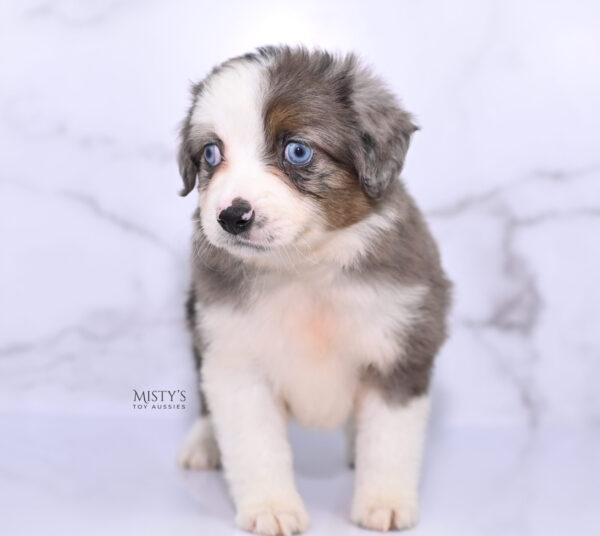 Mini / Toy Australian Shepherd Puppy Nebula