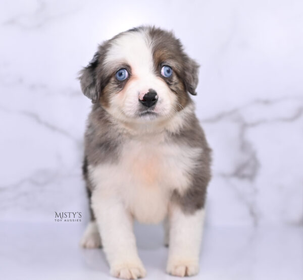 Mini / Toy Australian Shepherd Puppy Nebula