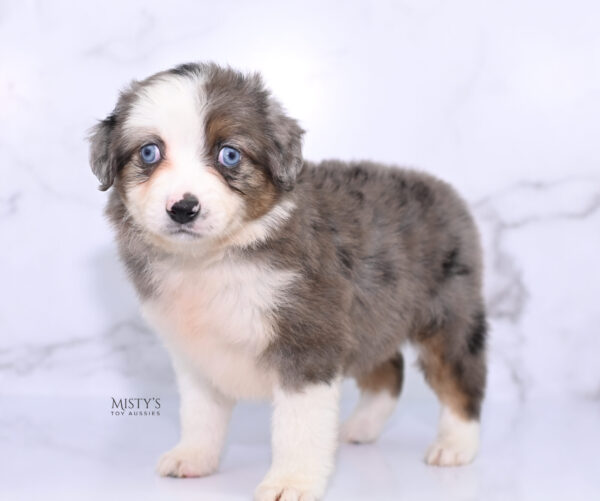 Mini / Toy Australian Shepherd Puppy Nebula