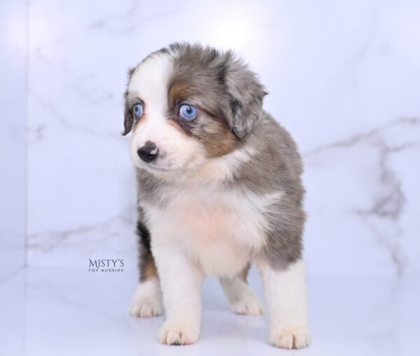 Mini / Toy Australian Shepherd Puppy Nebula