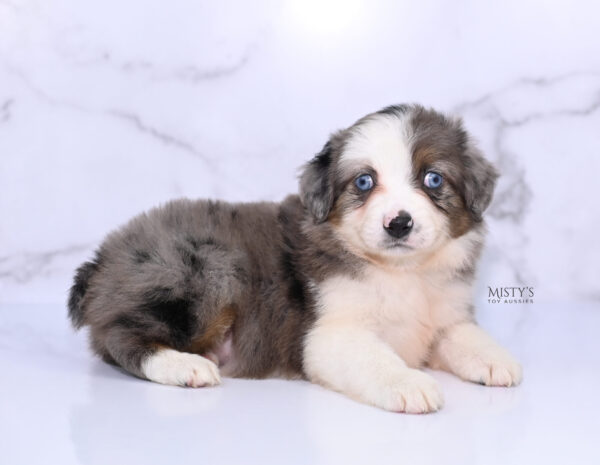 Mini / Toy Australian Shepherd Puppy Nebula