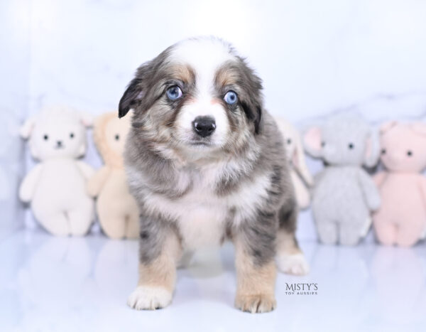 Mini / Toy Australian Shepherd Puppy Nixie