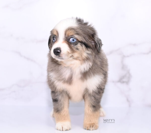 Mini / Toy Australian Shepherd Puppy Nixie