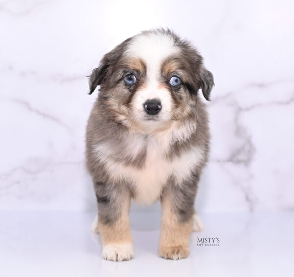 Mini / Toy Australian Shepherd Puppy Nixie