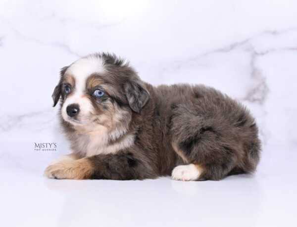 Mini / Toy Australian Shepherd Puppy Nixie