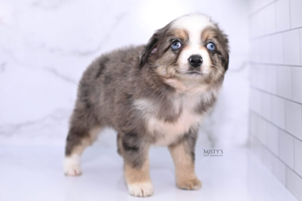 Mini / Toy Australian Shepherd Puppy Nixie