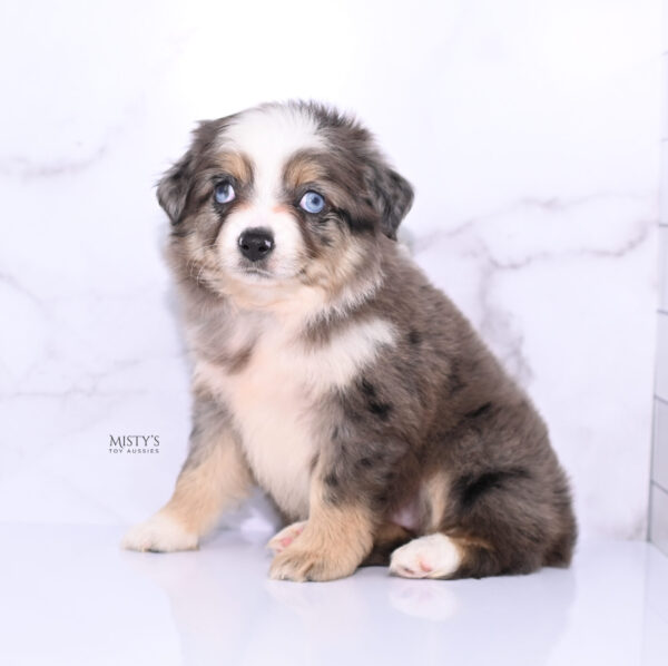 Mini / Toy Australian Shepherd Puppy Nixie