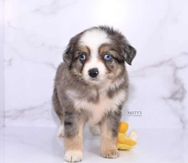 Mini / Toy Australian Shepherd Puppy Nixie