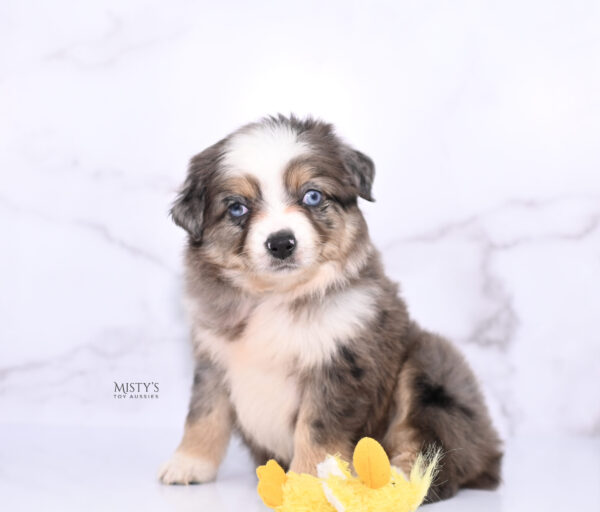 Mini / Toy Australian Shepherd Puppy Nixie