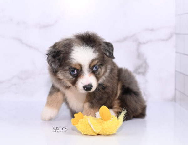 Mini / Toy Australian Shepherd Puppy Nixie