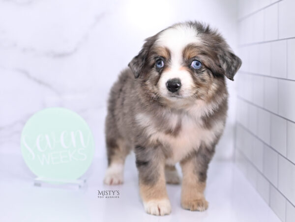 Mini / Toy Australian Shepherd Puppy Nixie