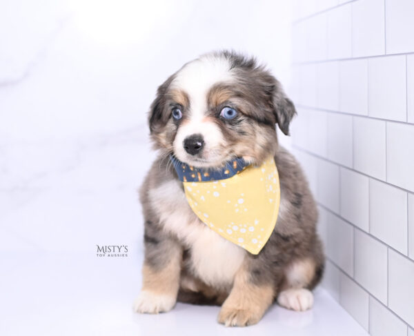 Mini / Toy Australian Shepherd Puppy Nixie