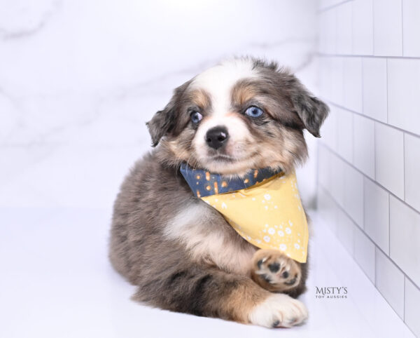 Mini / Toy Australian Shepherd Puppy Nixie