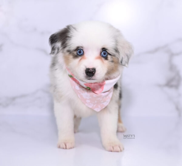 Mini / Toy Australian Shepherd Puppy Nonnie